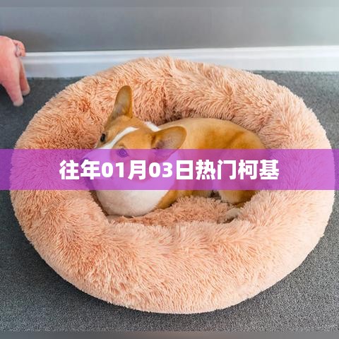 柯基犬历年一月三日热点聚焦