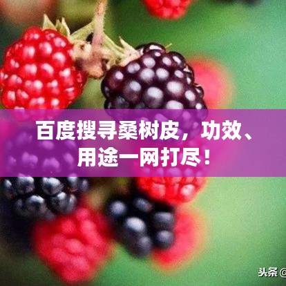 百度搜寻桑树皮，功效、用途一网打尽！