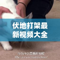 伏地打架最新视频大全在线观看：伏地是什么 