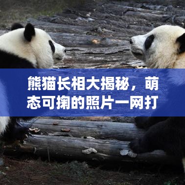 熊猫长相大揭秘，萌态可掬的照片一网打尽！