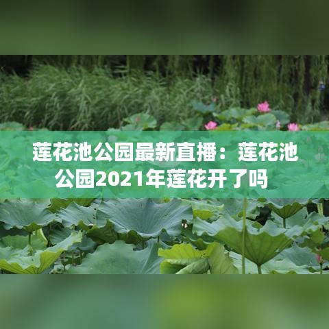 莲花池公园最新直播：莲花池公园2021年莲花开了吗 