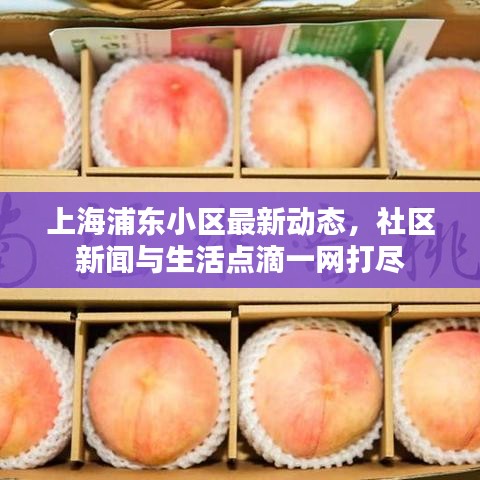 上海浦东小区最新动态，社区新闻与生活点滴一网打尽