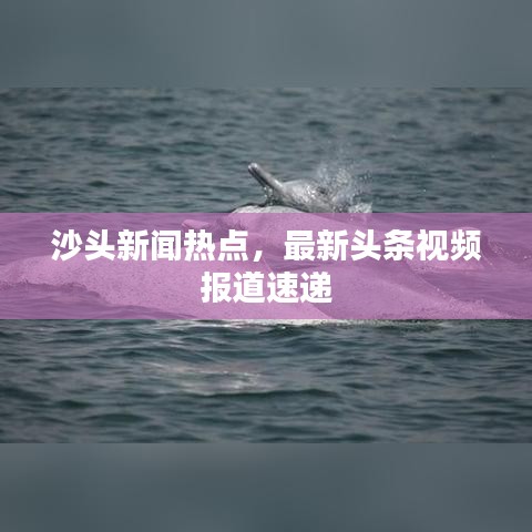 沙头新闻热点，最新头条视频报道速递
