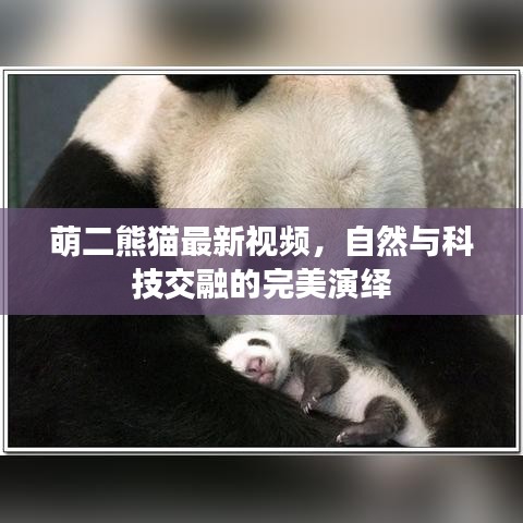 萌二熊猫最新视频，自然与科技交融的完美演绎