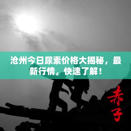 沧州今日尿素价格大揭秘，最新行情，快速了解！