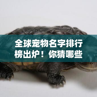全球宠物名字排行榜出炉！你猜哪些名字最受欢迎？