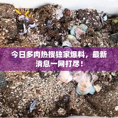 今日多肉热搜独家爆料，最新消息一网打尽！