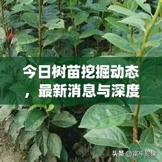 今日树苗挖掘动态，最新消息与深度解读