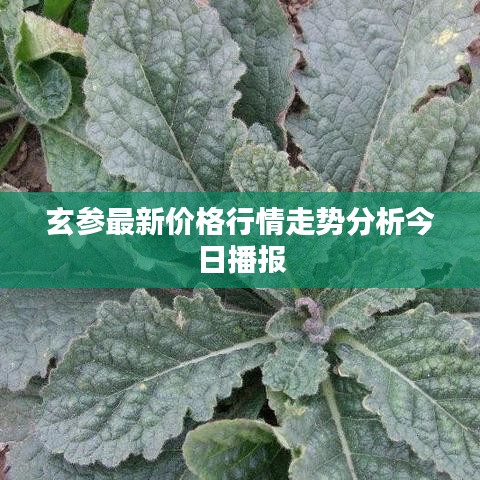 玄参最新价格行情走势分析今日播报