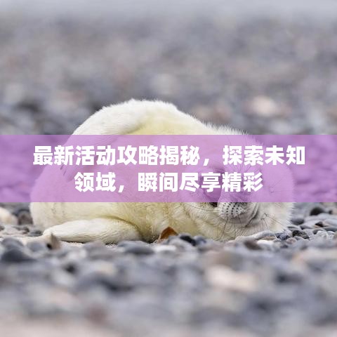 最新活动攻略揭秘，探索未知领域，瞬间尽享精彩
