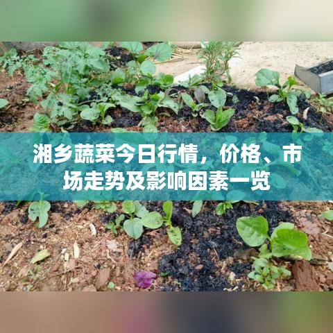 湘乡蔬菜今日行情，价格、市场走势及影响因素一览