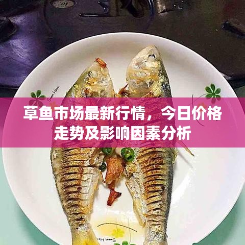 草鱼市场最新行情，今日价格走势及影响因素分析