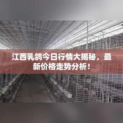 江西乳鸽今日行情大揭秘，最新价格走势分析！