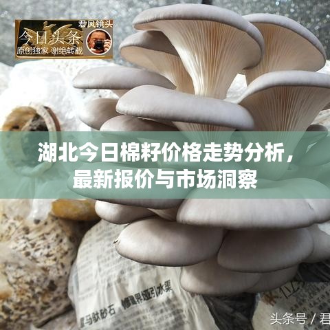 湖北今日棉籽价格走势分析，最新报价与市场洞察