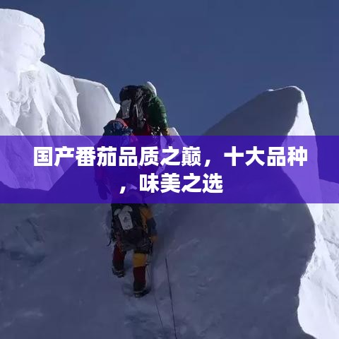 国产番茄品质之巅，十大品种，味美之选