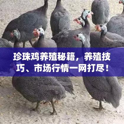 达官贵人