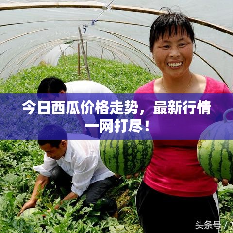 今日西瓜价格走势，最新行情一网打尽！