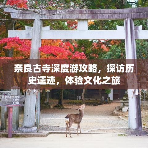 奈良古寺深度游攻略，探访历史遗迹，体验文化之旅