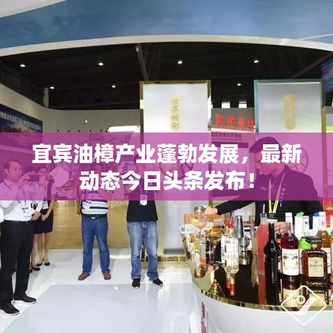 宜宾油樟产业蓬勃发展，最新动态今日头条发布！