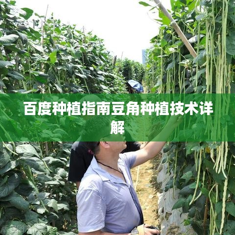 百度种植指南豆角种植技术详解