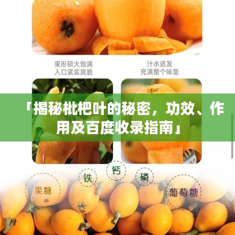 「揭秘枇杷叶的秘密，功效、作用及百度收录指南」