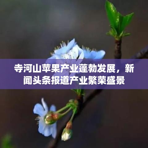 寺河山苹果产业蓬勃发展，新闻头条报道产业繁荣盛景