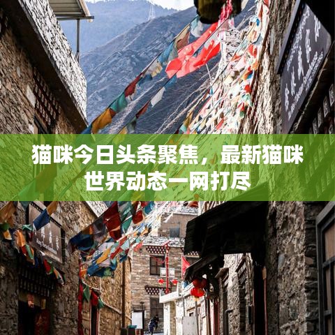 猫咪今日头条聚焦，最新猫咪世界动态一网打尽