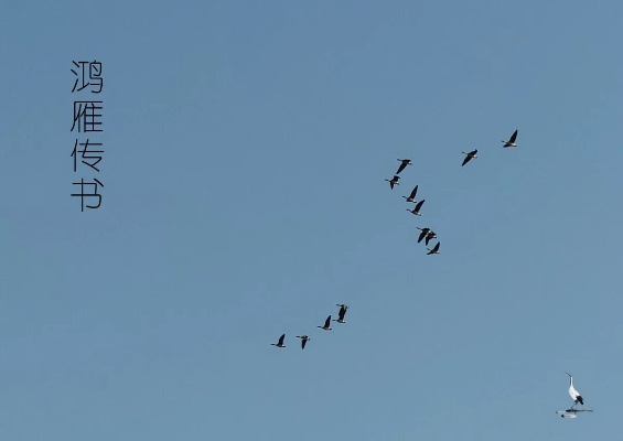 鸿雁传书阅读器老版本,实际应用解析说明_定制版_v3.294