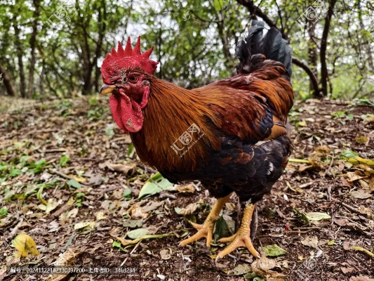 大公鸡官方下载,国产化作答解释定义|DX版_v8.407