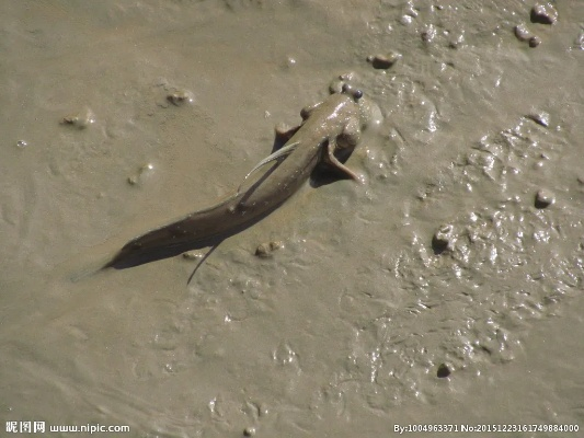 跳跳鱼官方下载,深层数据设计解析|M版_v1.969